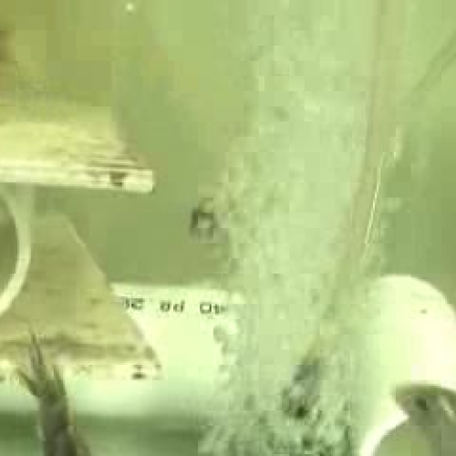 The CEISMC Gazette - Cichlids and Genetics