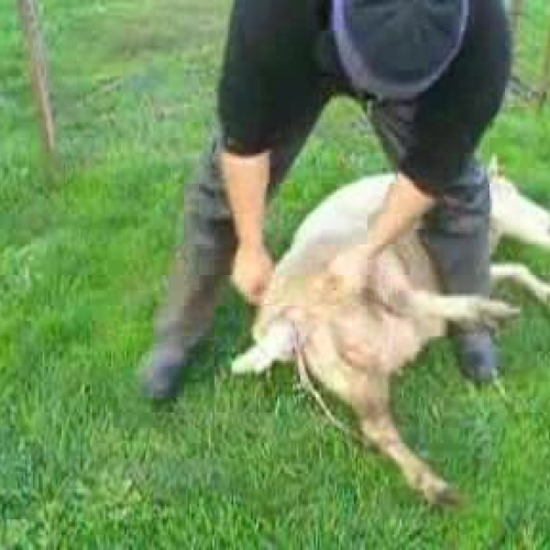 Lambing at Hawkesdale