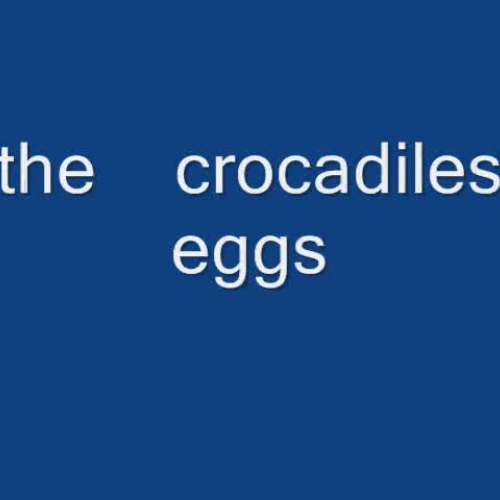 the   crocodiles    eggs