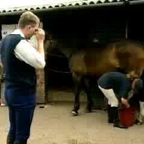 How to groom a horse