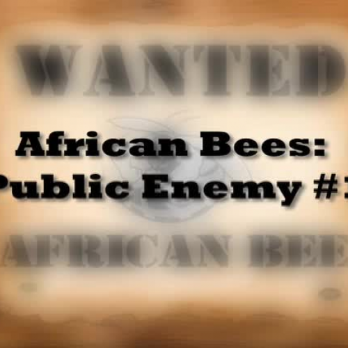 African Honey Bees Public Enemy Number 1