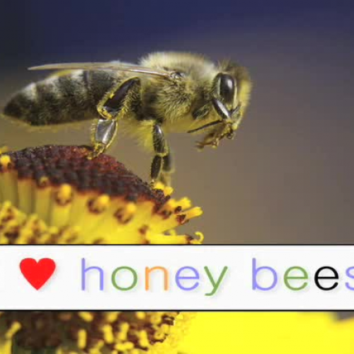 I Heart Honeybees