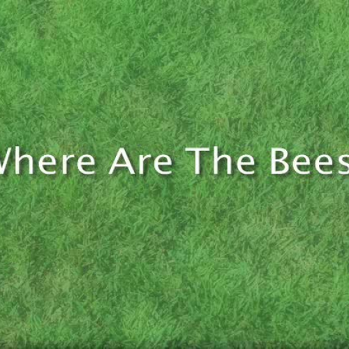 Where Are The Bees
