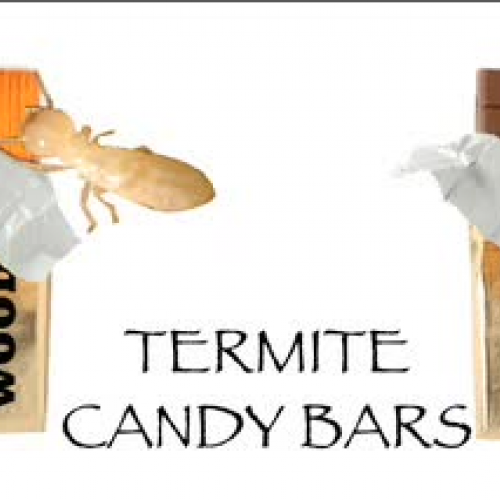 Termite Candy Bars
