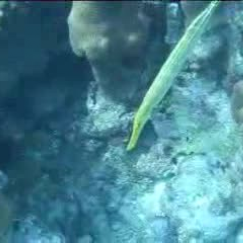 Coral Reef - Biscayne