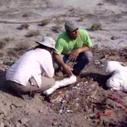 Project Exploration Dianes unearthing a fossi