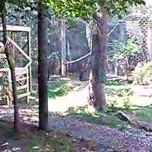 Lowland gorilla display of dominance