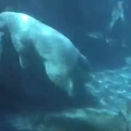 Midnight Sun Assistive Technology Conference