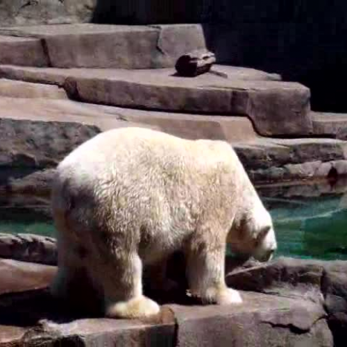 Polar Bears at the Milwaukee County Zoo
