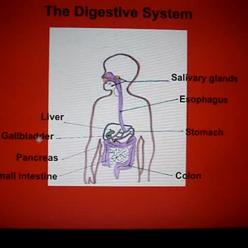 Digestive System Labeling