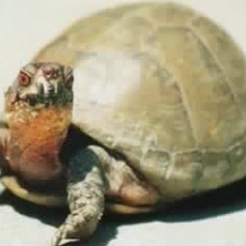 Danny - Squirtle the Turtle