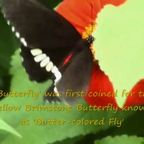 Butterflies A Forgotten Beauty