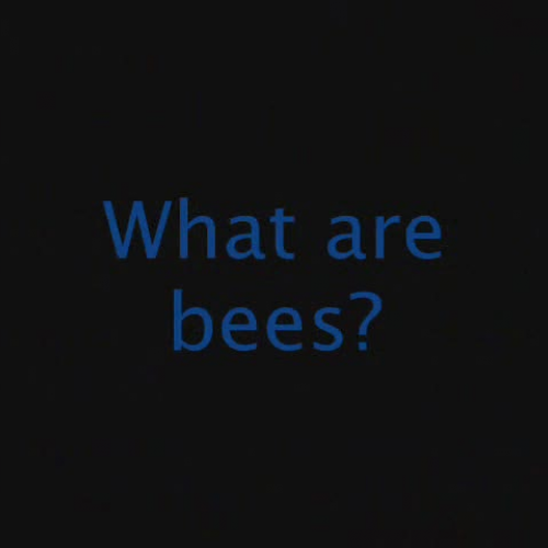 Bees - What Would We Do Without Them?