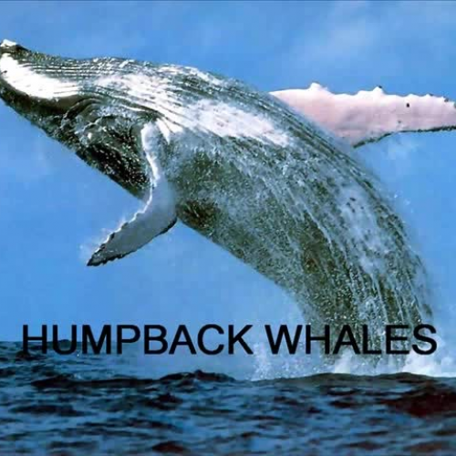 Humpback Whales 