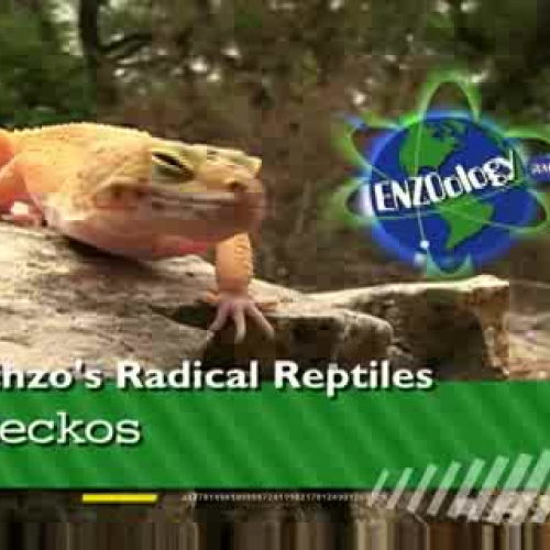 Geckos!