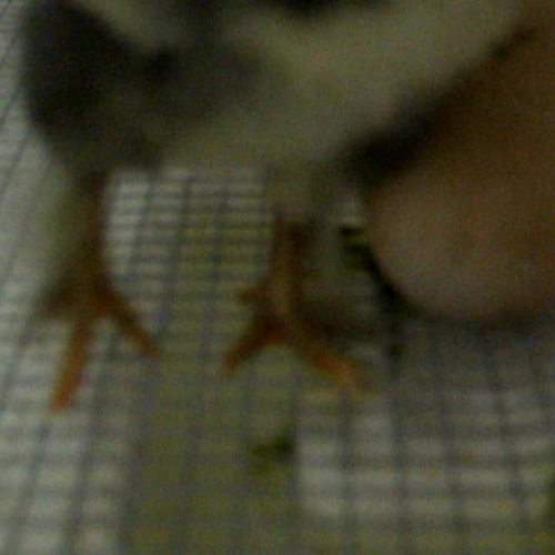 Baby Chick