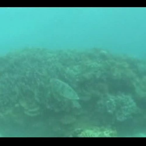 Sea Turtles