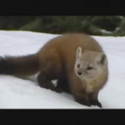 Canadian Boreal Forest