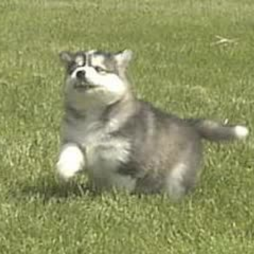 Jon and Jon read scruffy runs