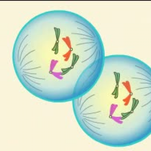 cell dividing