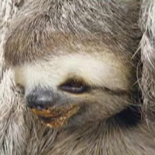 All About the Three-Toed Sloth
