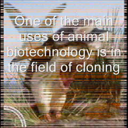 Animal Biotechnology