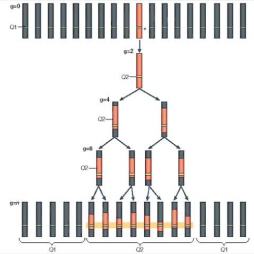 Frances Evan Marco Project Genetics