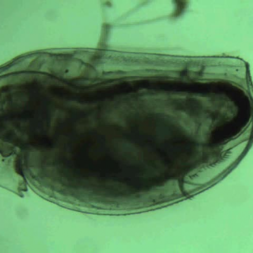 Daphnia with Visible Heart Beating
