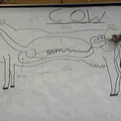 Cow