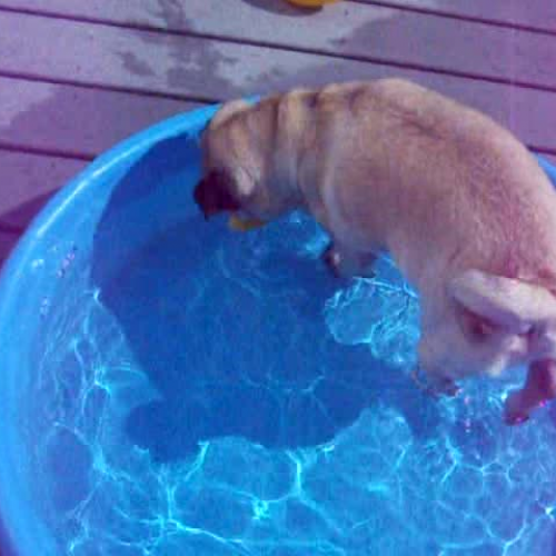 Miguel and his pool
