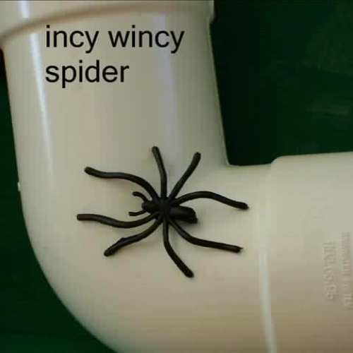 Manchester Street School Incy Wincy Spider
