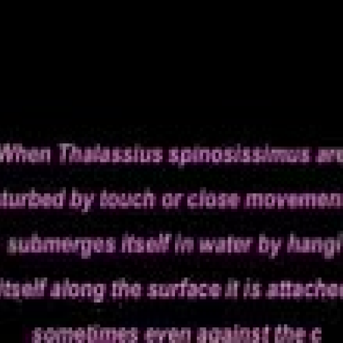 Kirstens Taxonomy Project