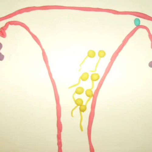 reproduction and fertilisation