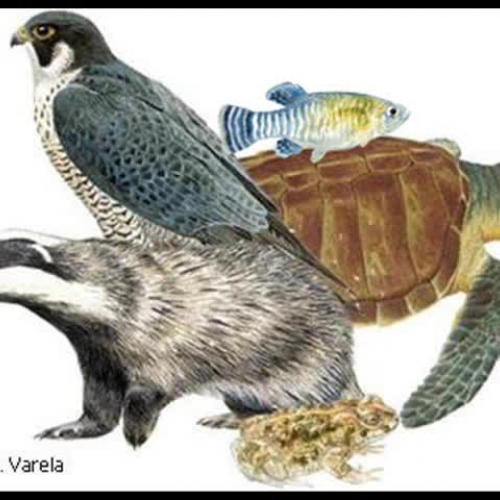 ANIMALES VERTEBRADOS