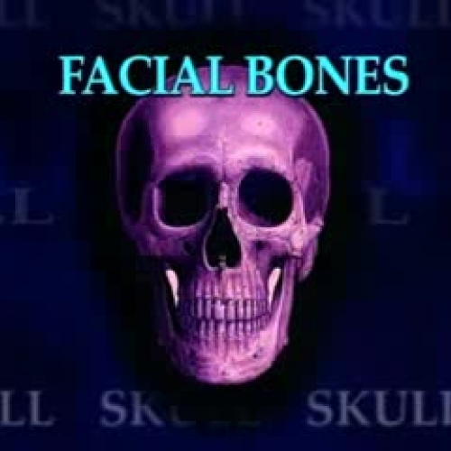 Anatomy Skull Bones