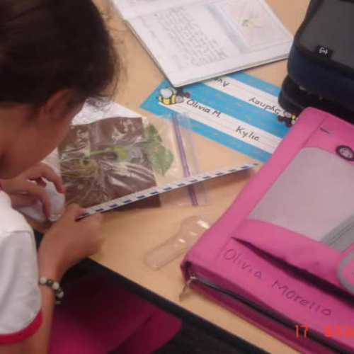 Lima Bean Observation