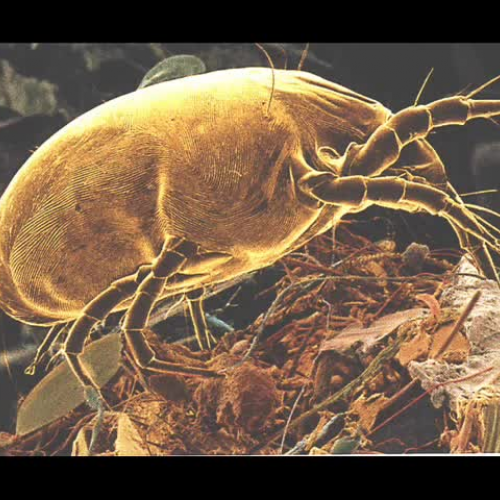 Science arachnid order