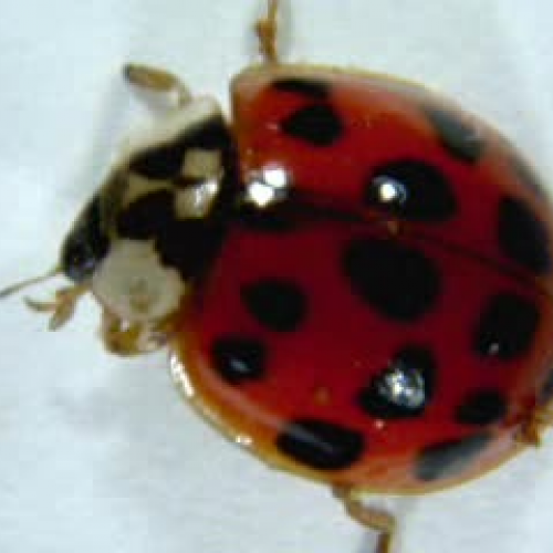 Ladybug takes a bath