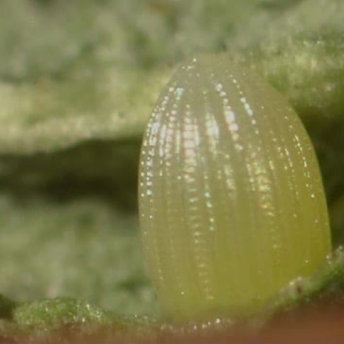 Monarch caterpillar hatching from egg