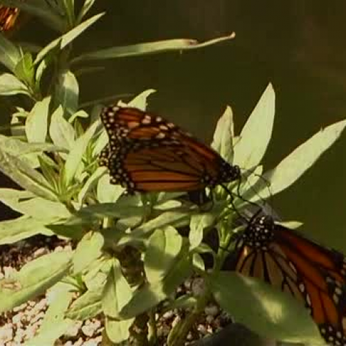 Monarch butterfly laying eggs on milkweed