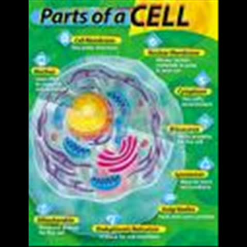 Mr. Amelotte 7-1 1-2 Looking Inside Cells