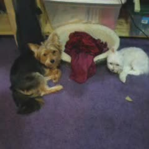 Levi and Maxi An Introduction