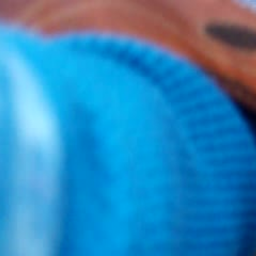 Monarch Butterfly Release