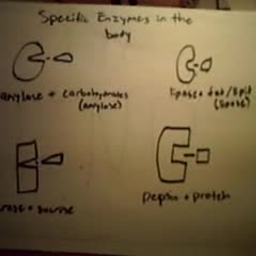 Enzymes Part 3