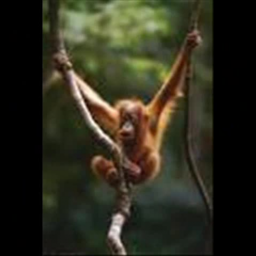 Orangutan Video