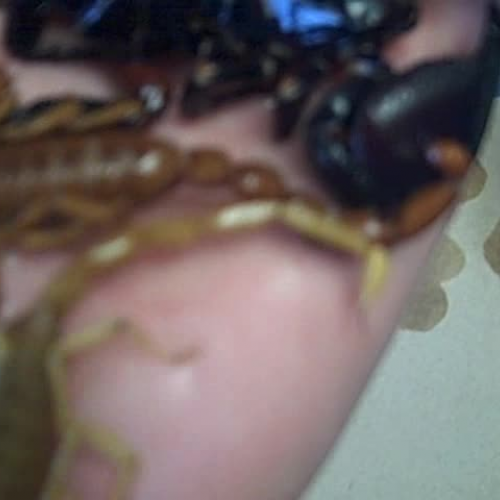 Joes Video on scorpions