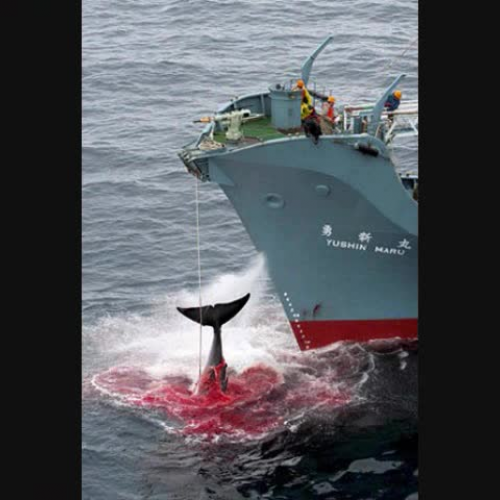 Save the Animals- Sophia