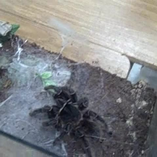 Mariahs group Brazilian Salmon Tarantula atta