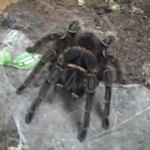 Mariahs group the Brazilian Salmon Tarantula 