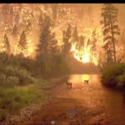 Forest Fires!